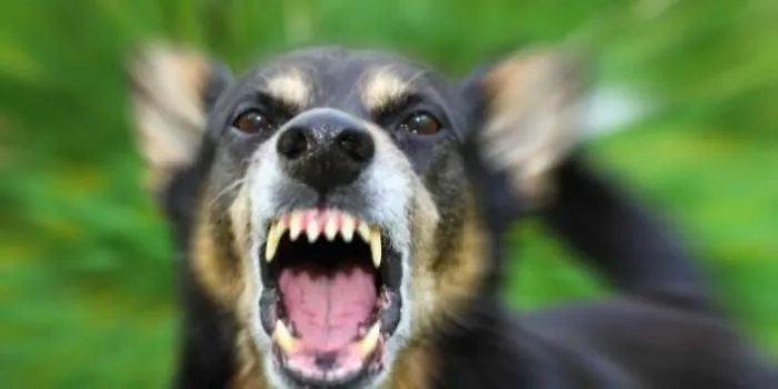 Ricoverato e operato a Catania bimbo azzannato da cane a Ragusa