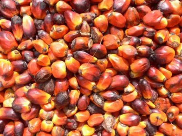 Olio di palma, dalla salute all'ambiente oltre i falsi miti
