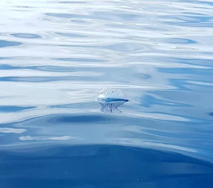 1616254394163_1620688304533