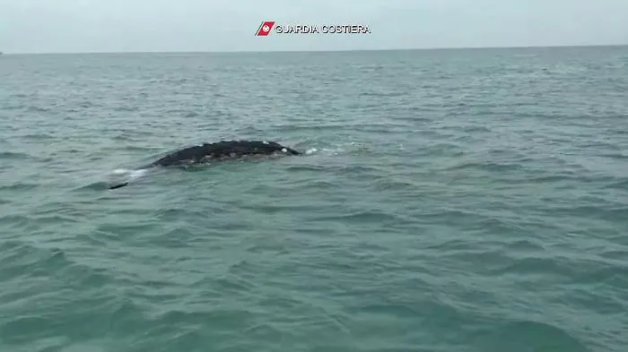 37522962-Cetaceofiumicino21aprile2021mp4_1620739945005