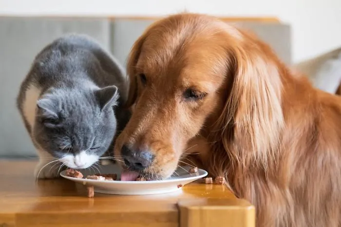 Cane e gatto 