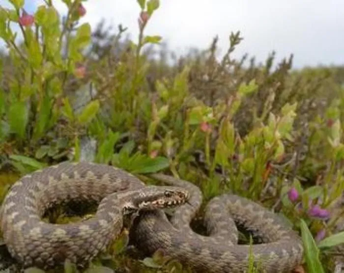 Vipera