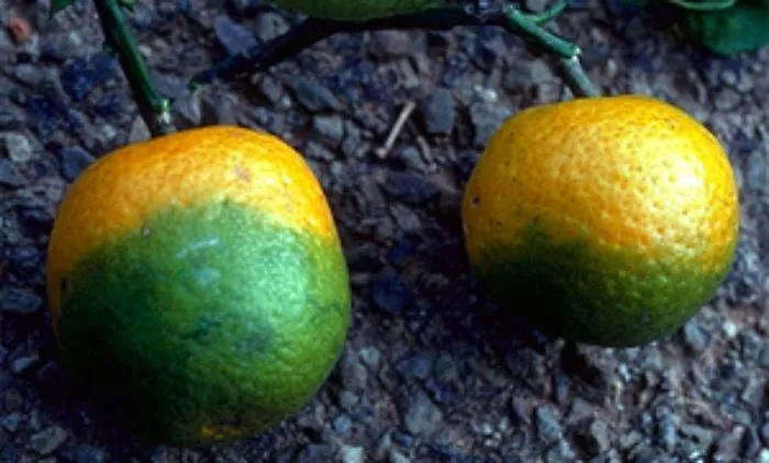 citrusgreening1