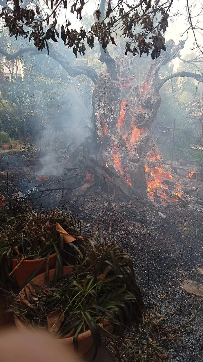 ulivo bruciato