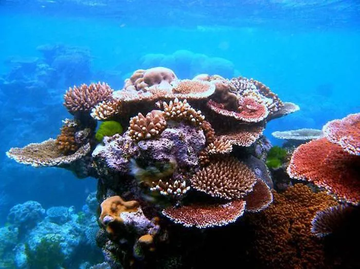 1320773861545_Reef