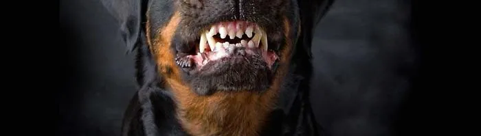 Cane, generico