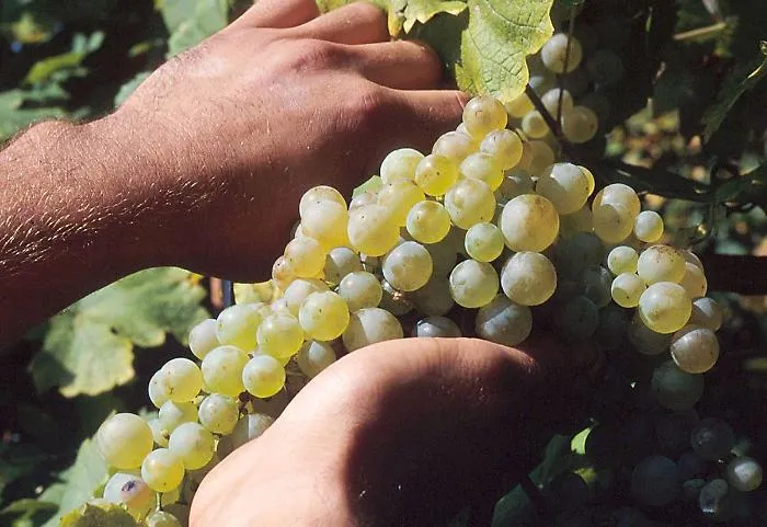 vino