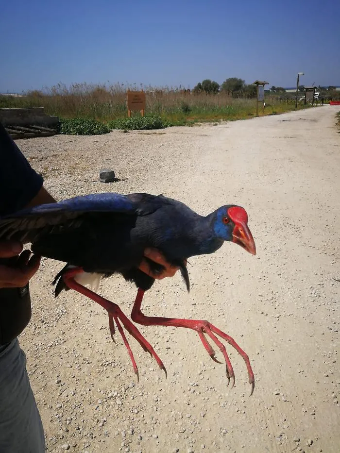 Ambiente-riportato-nellOasi-del-Simeto-il-pollo-sultano
