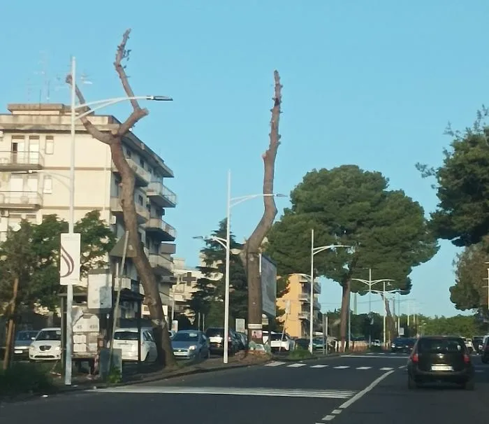 potatura alberi