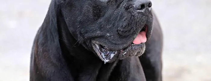 Cani, generico