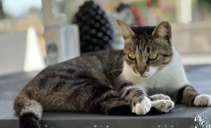 gatti