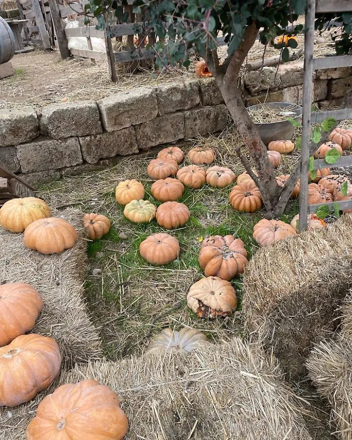Sapori d'autunno in Sicilia: i piatti della tradizione che scaldano il cuore