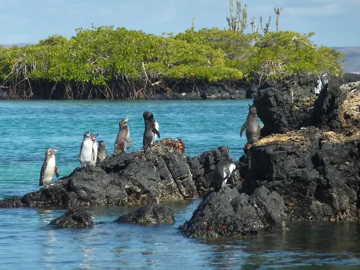 Pinguini delle Galapagos