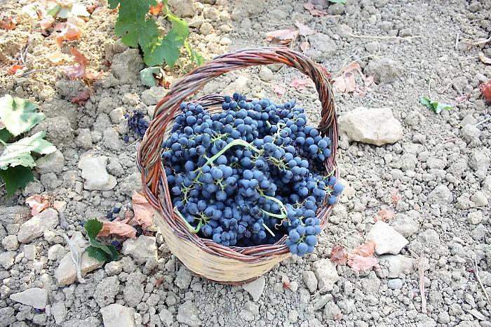 Rosolini in festa: il mosto tra sapori antichi e laboratorio gastronomico