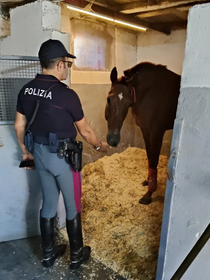 Scoperta una stalla abusiva a San Cristoforo: c'&egrave; l'ombra delle corse clandestine