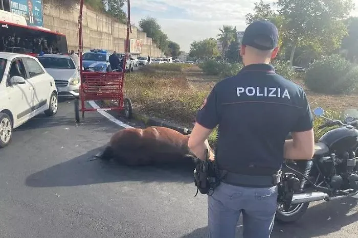 Il cavallo morto d&rsquo;infarto in strada a Catania: sullo sfondo l'uso di farmaci dopanti