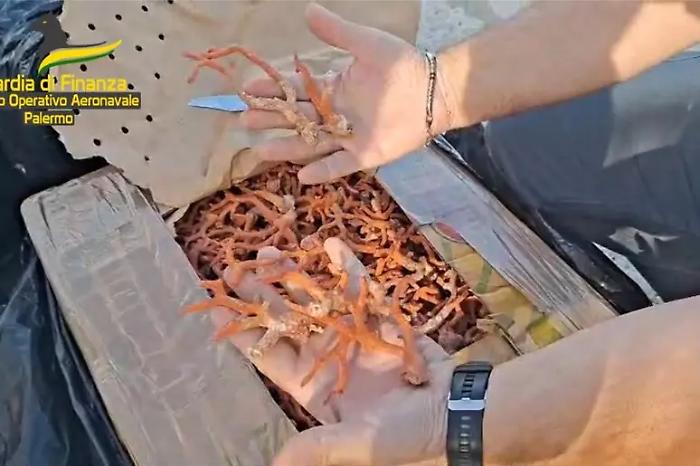 Oltre 700 kg di pregiato corallo rosso su un natante al largo di Marettimo: tre denunciati 