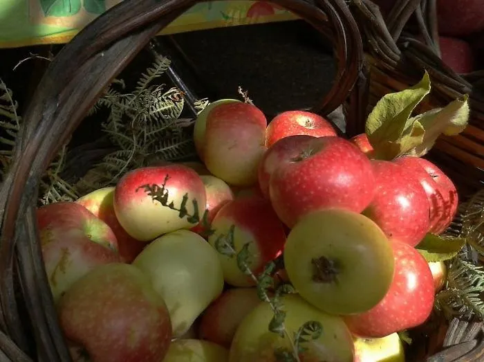 Frutta dimenticata di Sicilia: biodiversit&agrave; da assaporare prima che scompaia