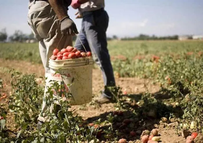 Aumentano i giovani occupati nei campi: in Sicilia 6.100 aziende condotte da under35