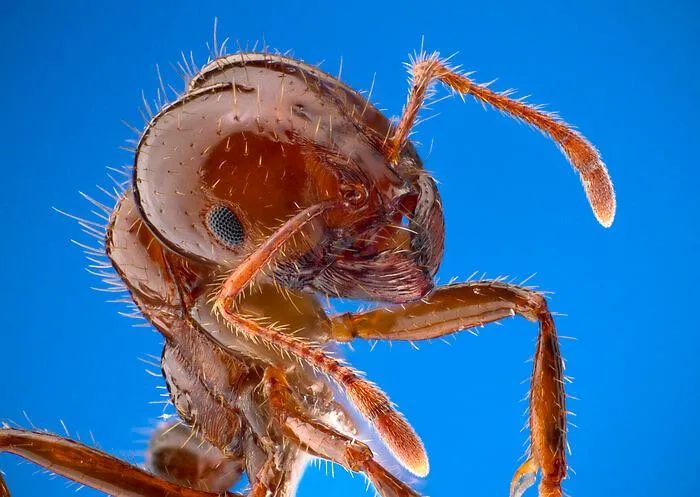 Cos'&egrave; la formica di fuoco:  aspetto fisico, habitat, impatto ecologico ed economico
