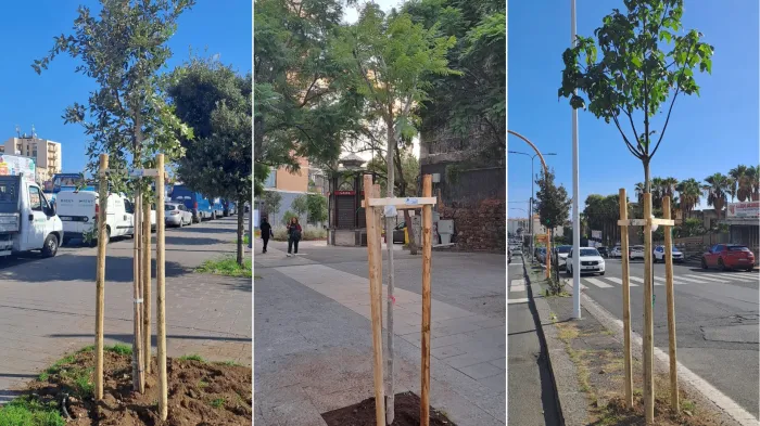 alberi catania