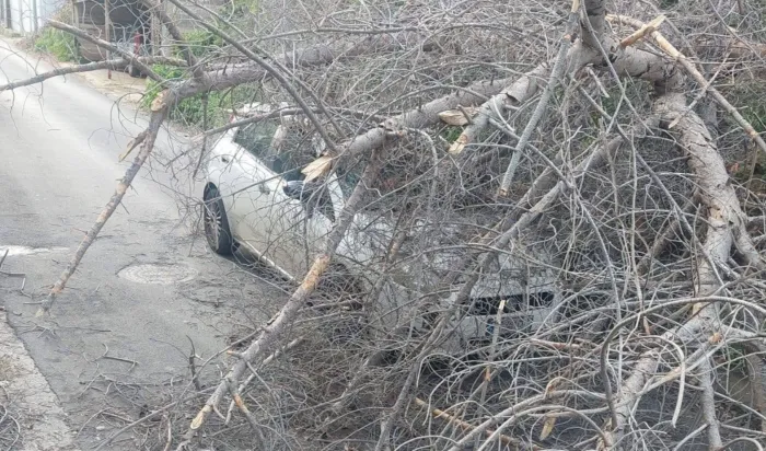 L'albero crolla all'improvviso e finisce sull'auto: quattro giovani feriti a Palermo