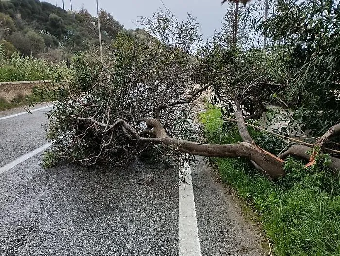 Cadono alberi sulla Pozzallo-Santa Maria del Focallo per il forte vento