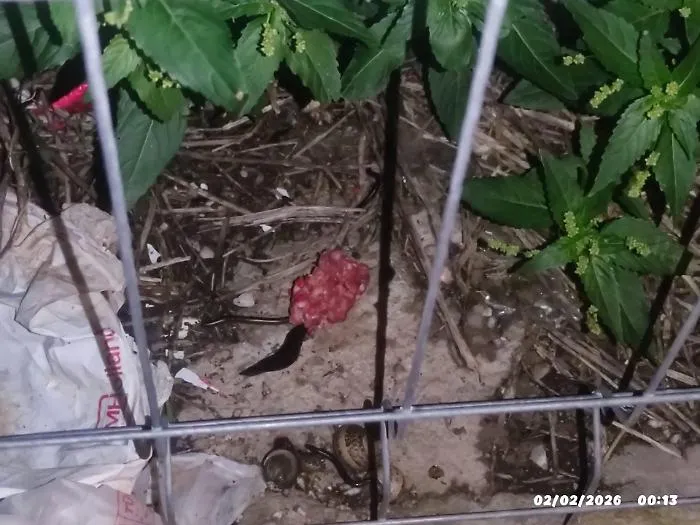 Villaggio Jungi a Scicli, rinvenuti 13 bocconi sospetti