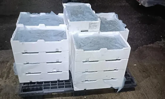 Trasporto illecito di pesce sottomisura, sequestrati 110 chili di novellame di sarda agli imbarcaderi di Messina