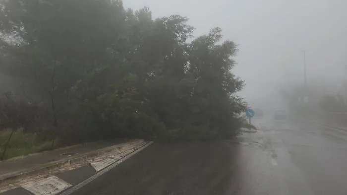 Primi danni del forte vento a Ragusa, cade un albero in zona Selvaggio