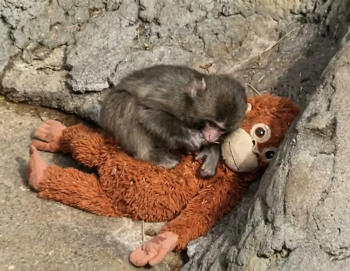 punch macaco