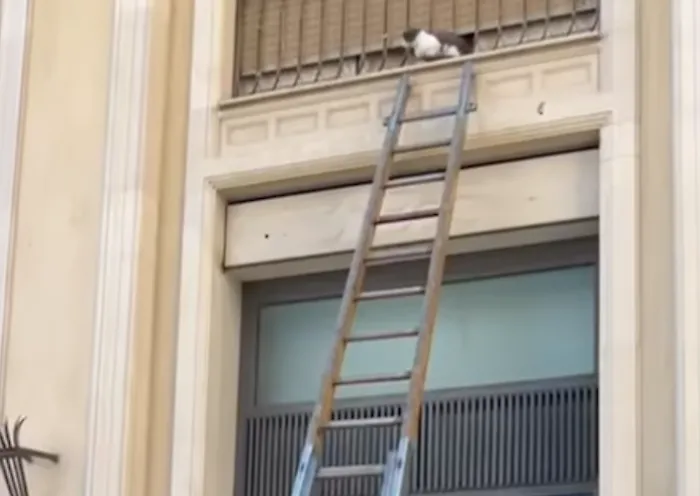 Comiso, vigili del fuoco salvano gattino da tre giorni su un balcone (video)