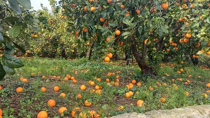 Danni all'agricoltura per oltre un miliardo di euro nel Catanese: "Alla categoria neanche un euro del plafond di investimenti stanziati" 