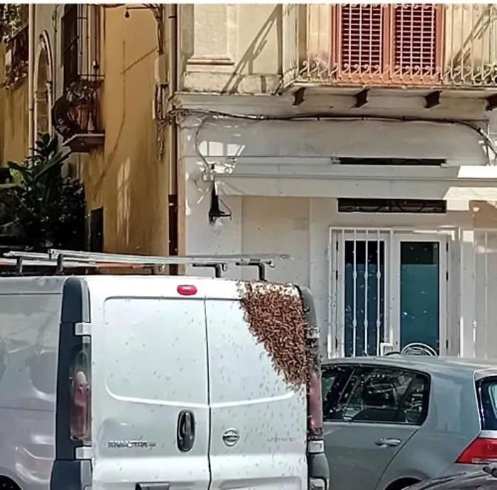 Modica, lo sciame di api in centro storico diventa un motivo di attrazione