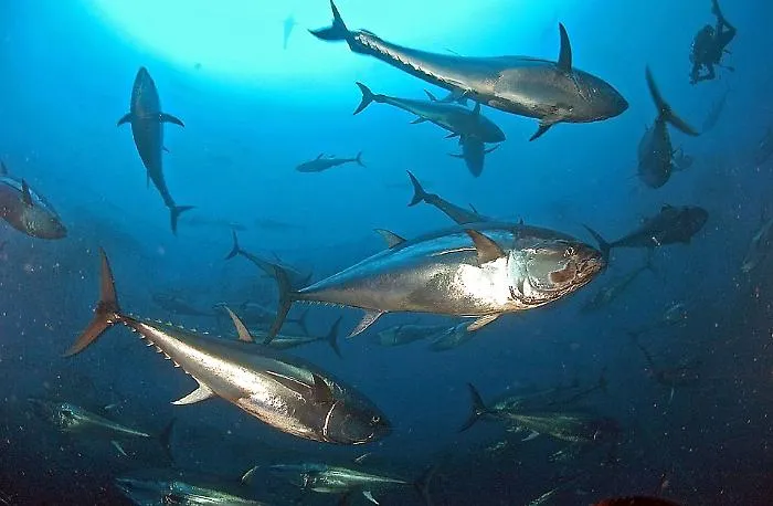 Tonno rosso, Trapani al centro della nuova partita del mare: pi&ugrave; quote, filiera pi&ugrave; forte e un piano triennale che pu&ograve; cambiare il settore