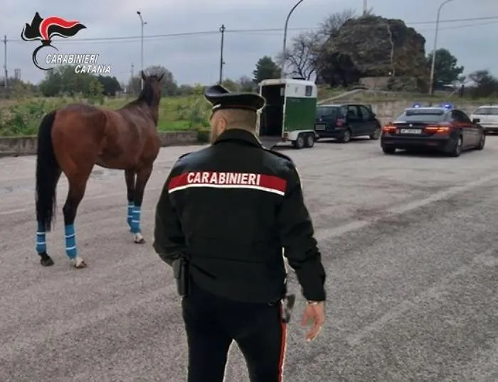 Purosangue si allenava per le corse clandestine: quattro denunciati 