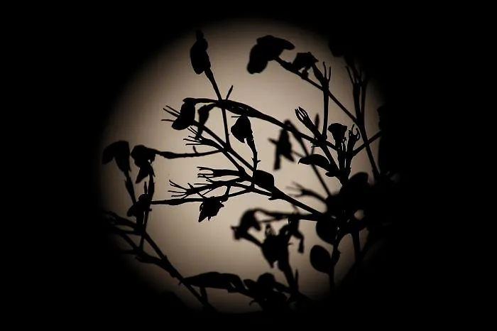 Microluna dei Fiori, il plenilunio del 1&deg; maggio 2026 che sembra pi&ugrave; piccolo ma racconta un cielo rarissimo