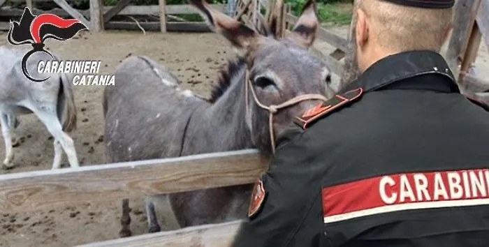 Asinelli rubati recuperati in un recinto a Piedimonte Etneo: due denunciati per abigeato