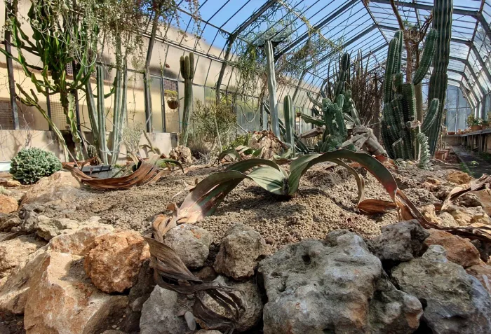  l'aiuola delle Welwitschia nella Serra delle Succulente