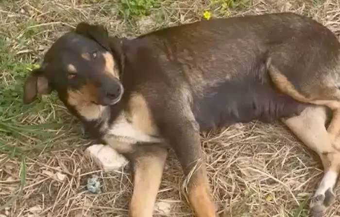 Titina scomparsa a Siracusa: social in guerra, appelli e depistaggi mentre lei ha solo paura