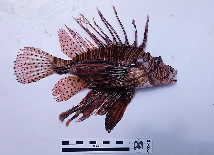 Nel mare di Ragusa &egrave; allarme: segnalato per la prima volta un pesce scorpione