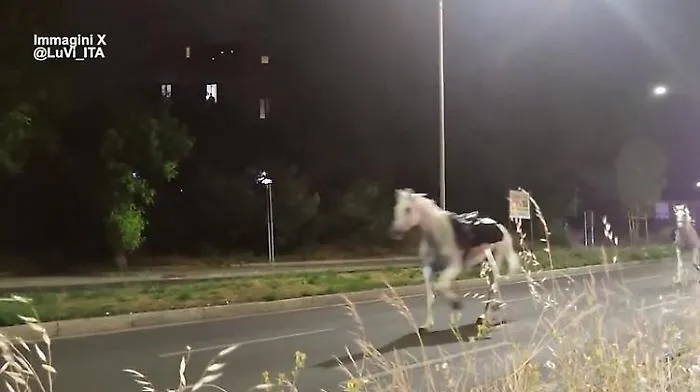 Cavalli in fuga a Roma dopo i fuochi d'artificio, indagato un agente della polizia municipale