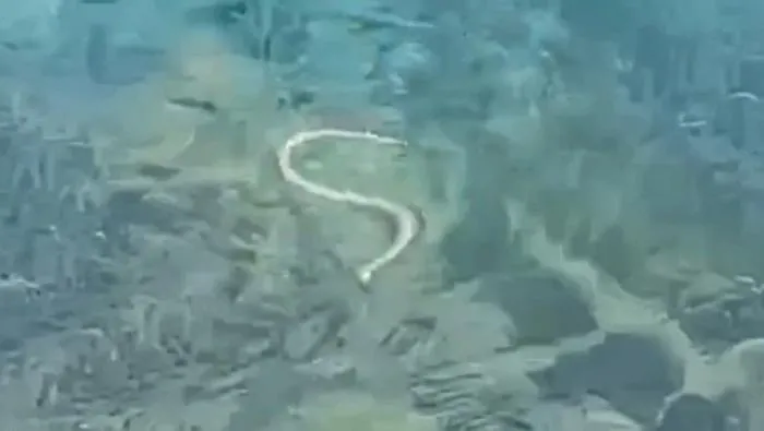 Allarme a Ibiza: i serpenti nuotatori stanno svuotando il paradiso (mangiando lucertole)