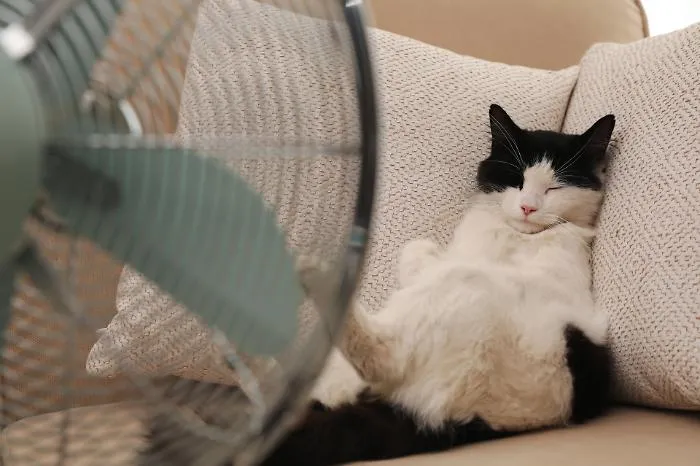 Caldo e amici a quattro zampe, scatta l'allerta: i rischi per cani e gatti con l'arrivo dell'estate