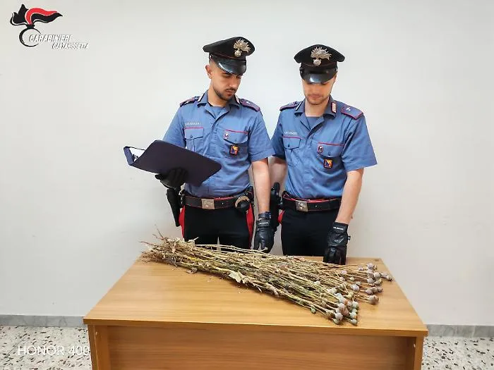 Sequestrate 720 piante di papavero da oppio in fase di essiccazione: due denunciati