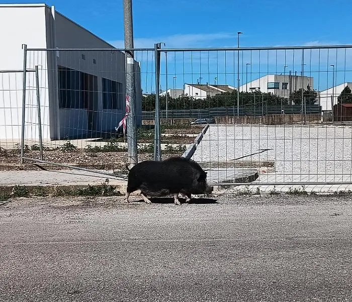 "Altro che cinghiale, era un maialino nero vietnamita"