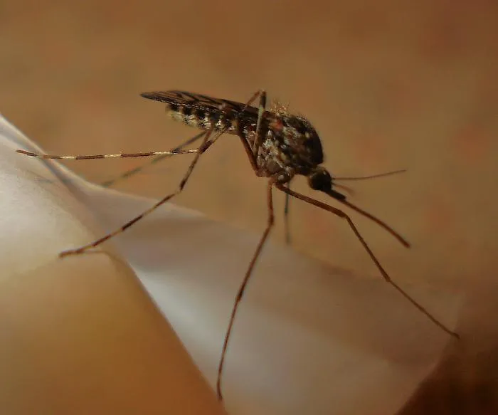 Zanzare nell'estate 2025: tra rischio dengue e West Nile le specie pericolose da cui difendersi