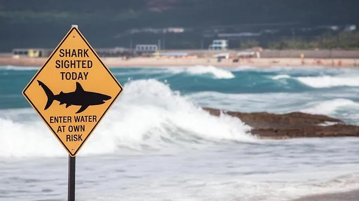 Allarme sulle spiagge di Sydney: quattro attacchi di squali in 48 ore. Perch&eacute; le aggressioni stanno aumentando  