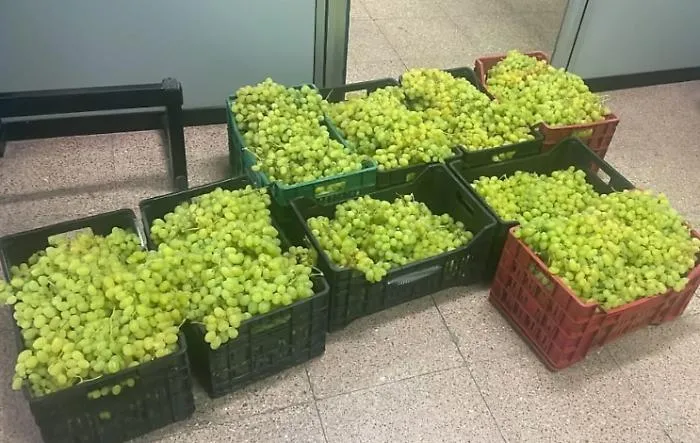 Uva di Mazzarrone, ricomincia la stagione dei furti: &laquo;Perdite economiche insostenibili per le aziende agricole&raquo;