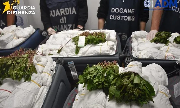 Maxi sequestro a Fiumicino: 216 kg di khat in sette bagagli, denunciato un passeggero in viaggio da Tel Aviv